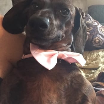 Austin Pet Stylist - Look how cute Imma looks in her bow tie - Pet Groomers Near Me - Austin, Texas Austin Pet Stylist - Look how cute Imma looks in her bow tie - Pet Groomers Near Me - Austin, Texas