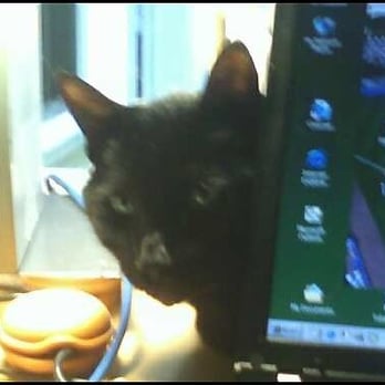 Julie's Pampered Pet - Othello loves Julie, especially on telecommuting days! - Pet Sitting Near Me - Lauderhill, Florida Julie's Pampered Pet - Othello loves Julie, especially on telecommuting days! - Pet Sitting Near Me - Lauderhill, Florida