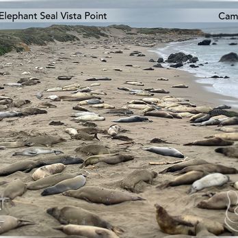 Elephant Seal Vista Point - Molting season - Elephant seals have their fur & skin changed all at once within 3 weeks. - Beaches Near Me - San Simeon, California Elephant Seal Vista Point - Molting season - Elephant seals have their fur & skin changed all at once within 3 weeks. - Beaches Near Me - San Simeon, California