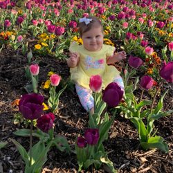 Orchards Park