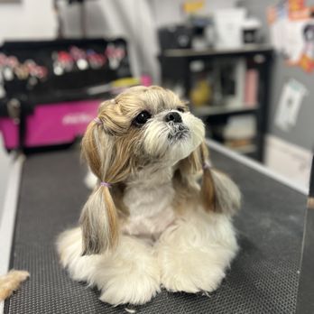 Shampers Dog Grooming Salon - Pet Groomers Near Me - Hillside, VIC Shampers Dog Grooming Salon - Pet Groomers Near Me - Hillside, VIC