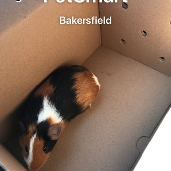 PetSmart Dog Training - Pet Stores Near Me - Bakersfield, California PetSmart Dog Training - Pet Stores Near Me - Bakersfield, California