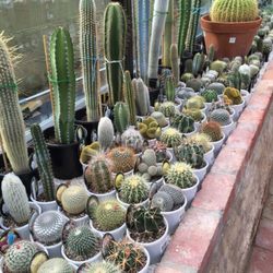 Heyne's Nurseries - Beautiful cactus house!