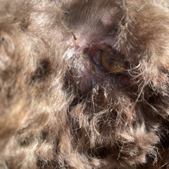 Petco - My poor boy! - Pet Stores Near Me - Fort Worth, Texas