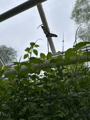 Hortus Botanicus by null