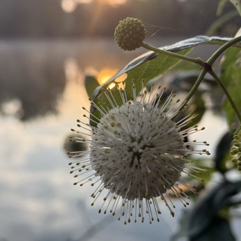 Sharon Woods Metro Park - Button bush - Parks Near Me - Westerville, Ohio Sharon Woods Metro Park - Button bush - Parks Near Me - Westerville, Ohio