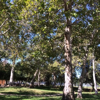 Ralph Foy Park - Lots of shade from these trees - Parks Near Me - Burbank, California Ralph Foy Park - Lots of shade from these trees - Parks Near Me - Burbank, California