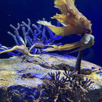 Birch Aquarium - Sea dragons - Aquariums Near Me - La Jolla, California Birch Aquarium - Sea dragons - Aquariums Near Me - La Jolla, California