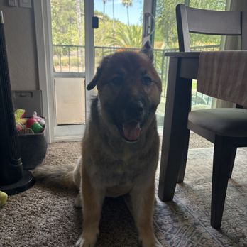 Petco - before and after photos. you can see how choppy and horrible this cut is. - Pet Stores Near Me - San Diego, California