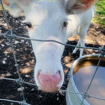 Deer Ranch - White deer very friendly to meet you . - Amusement Parks Near Me - Saint Ignace, Michigan Deer Ranch - White deer very friendly to meet you . - Amusement Parks Near Me - Saint Ignace, Michigan
