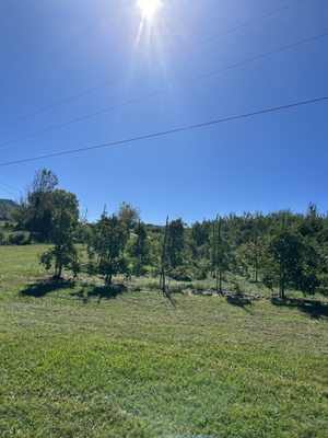 Buffalo Trail Orchard