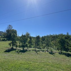 Buffalo Trail Orchard