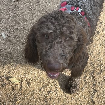 Doghouse Drinkery Dog Park - Dog Parks Near Me - Leander, Texas Doghouse Drinkery Dog Park - Dog Parks Near Me - Leander, Texas