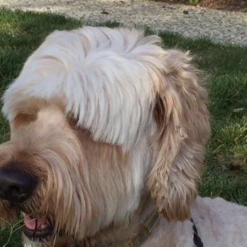Pampered Pup - She removed the mats with ease - Pet Groomers Near Me - half moon bay, California Pampered Pup - She removed the mats with ease - Pet Groomers Near Me - half moon bay, California