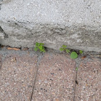 Max Design Construction & Scenescape - Lots of weeds.  We have pulled numerous others - Landscaping Near Me - Macomb, Michigan