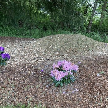 Tree Warrior - Fresh bark pile! Always a use. - Tree Services Near Me Tree Warrior - Fresh bark pile! Always a use. - Tree Services Near Me