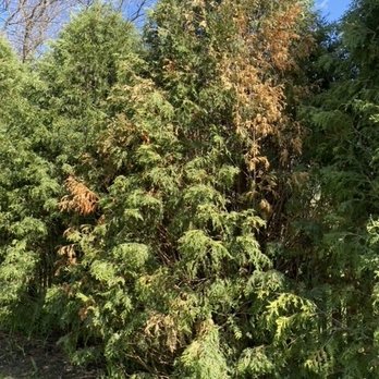 Spruce Trees Direct - Tree Services Near Me - Byron Center, Michigan