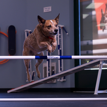 Zoom Room Dog Training - Pet Training Near Me - Seattle, Washington Zoom Room Dog Training - Pet Training Near Me - Seattle, Washington