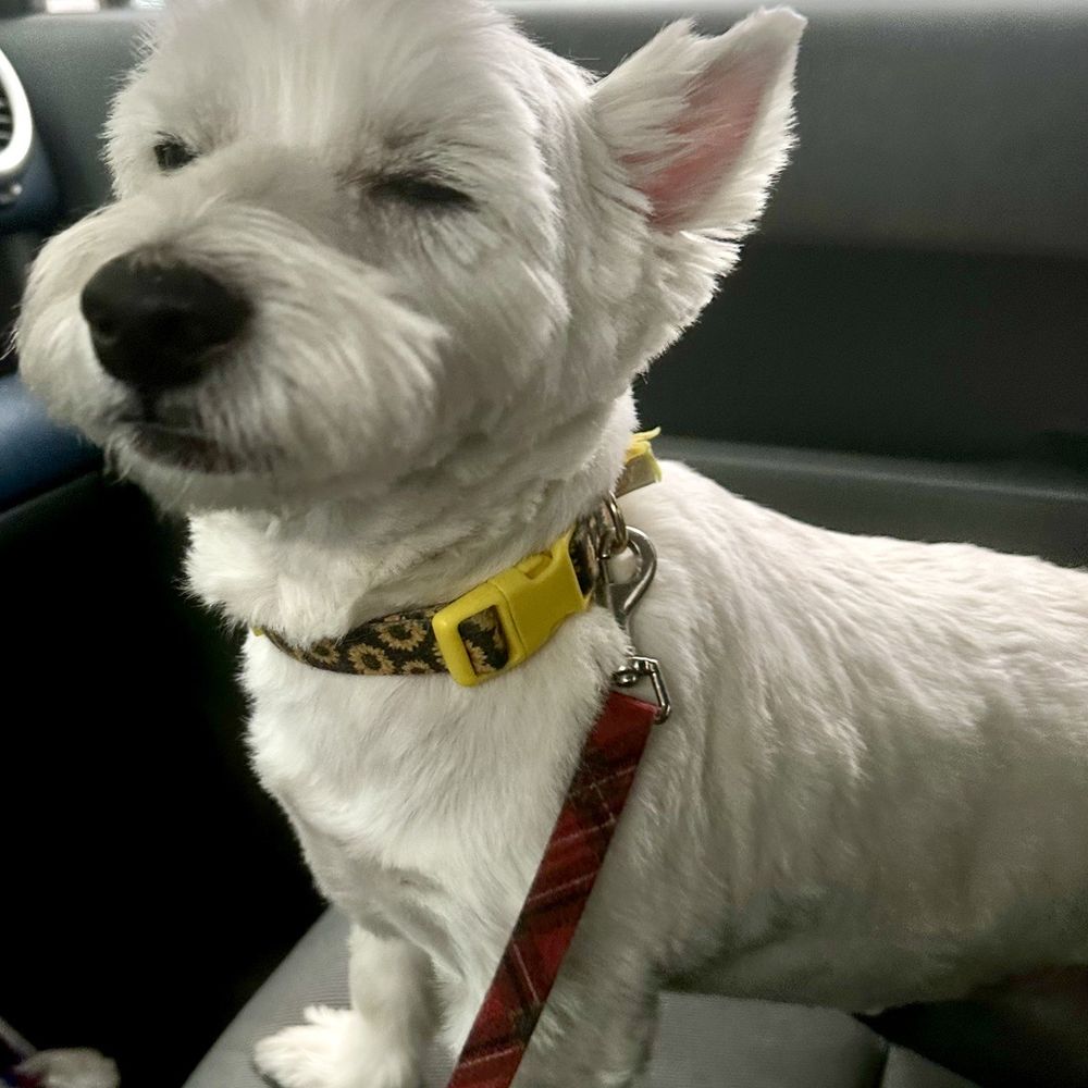 Paws & Anchor - So proud of - Pet Stores Near Me - Bradley Beach, New Jersey Paws & Anchor - So proud of - Pet Stores Near Me - Bradley Beach, New Jersey