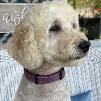 Pet Wellness and Beauty - Pet Groomers Near Me - Woodruff, South Carolina Pet Wellness and Beauty - Pet Groomers Near Me - Woodruff, South Carolina