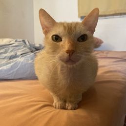 Chester so much happier after getting proper treatment from Dr Boyd Chester so much happier after getting proper treatment from Dr Boyd