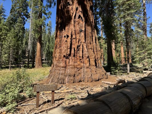 Mariposa Grove by null