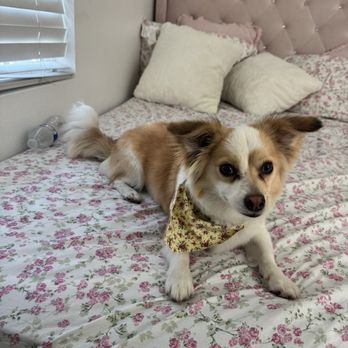 Mighty Dog Grooming - Pet Groomers Near Me