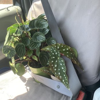 Southwest Gardens - Pepparomia for 30, Begonia for 18. Amazing prices for beautiful plants - Nurseries & Gardening Near Me - Wheat Ridge, Colorado Southwest Gardens - Pepparomia for 30, Begonia for 18. Amazing prices for beautiful plants - Nurseries & Gardening Near Me - Wheat Ridge, Colorado