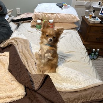 Teacup Tails - Angelo - Pet Breeders Near Me Teacup Tails - Angelo - Pet Breeders Near Me