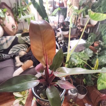 NY City Succulents - Nurseries & Gardening Near Me - Astoria, New York NY City Succulents - Nurseries & Gardening Near Me - Astoria, New York