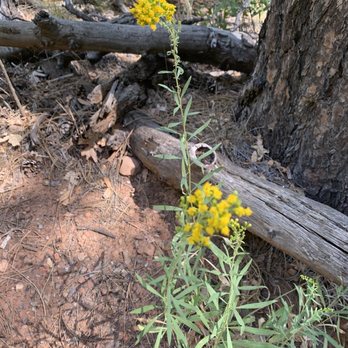 Boynton Canyon Trail - Flowers. - Hiking Near Me - Sedona, Arizona Boynton Canyon Trail - Flowers. - Hiking Near Me - Sedona, Arizona