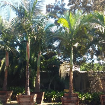 Cardiff Palm Trees - Nurseries & Gardening Near Me - Cardiff by the Sea, California Cardiff Palm Trees - Nurseries & Gardening Near Me - Cardiff by the Sea, California