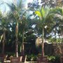 Cardiff Palm Trees