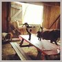 Photo of Puck's Farm It's Fun