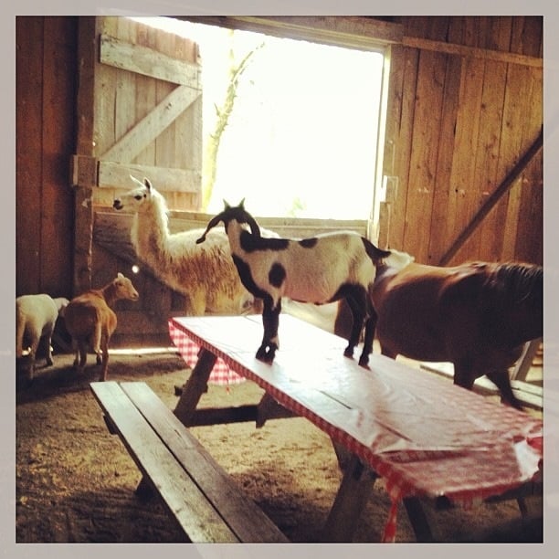 PUCK’S FARM IT’S FUN Updated September 2024 RR 3, Schomberg