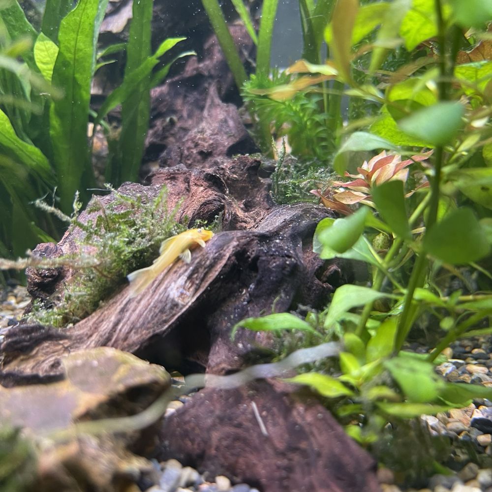 Nolan's Aquarium - Blue eye lemon bristlenose pleco - Aquariums Near Me - Santa Ana, California