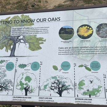 Helen Putnam Regional Park - trees in area - Hiking Near Me - Petaluma, California Helen Putnam Regional Park - trees in area - Hiking Near Me - Petaluma, California