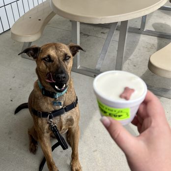 Dairy Freeze - Pup Cup - Salad Near Me - Fairmont, Minnesota Dairy Freeze - Pup Cup - Salad Near Me - Fairmont, Minnesota