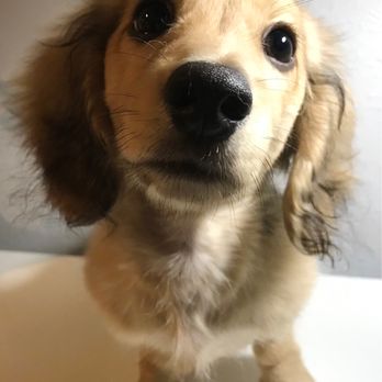 Karma Dog Training - Pet Training Near Me - Houston, Texas