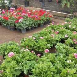 Vivero Villalvazo