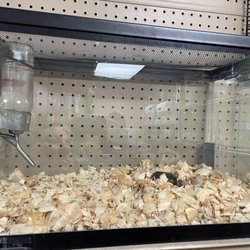 Pet Shop - 4 mice. no food, no price tag, no house, no toys. top shelf corner of the store.