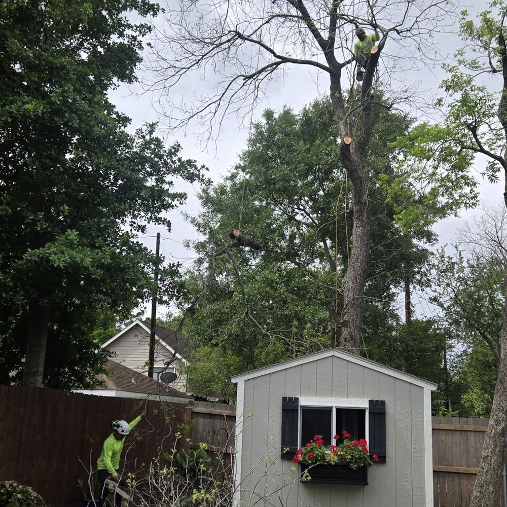 Jose Tree Services - Tree Services Near Me - Houston, Texas Jose Tree Services - Tree Services Near Me - Houston, Texas