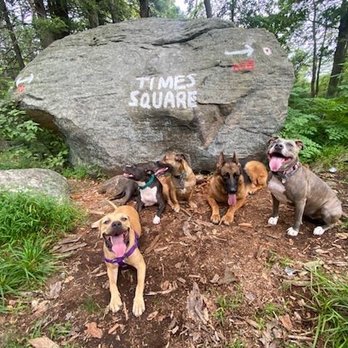 Bark and Burn - Dog Walkers Near Me - New York, New York Bark and Burn - Dog Walkers Near Me - New York, New York