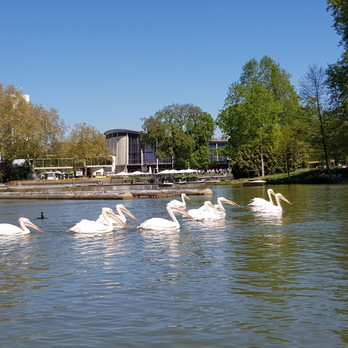 Gondoletta - Pelikane - Zoos Near Me