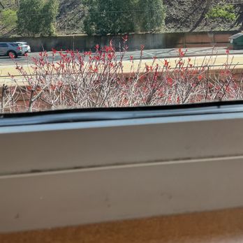 Eat'n Park - There is pill bugs the tiny dots on the window sill. - Breakfast & Brunch Near Me - Pittsburgh, Pennsylvania Eat'n Park - There is pill bugs the tiny dots on the window sill. - Breakfast & Brunch Near Me - Pittsburgh, Pennsylvania