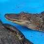 Photo of Black Hammock Lazy Gator Bar