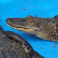 Black Hammock Lazy Gator Bar - Live gators