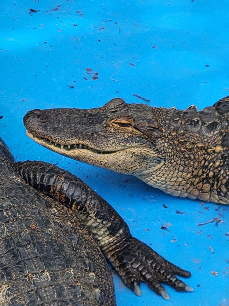 Black Hammock Lazy Gator Bar Logo