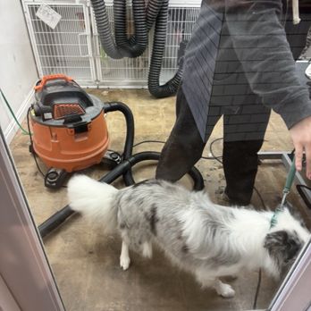 Ironmaya Pet Grooming - Room - Pet Groomers Near Me - Arcadia, California Ironmaya Pet Grooming - Room - Pet Groomers Near Me - Arcadia, California