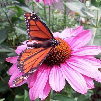 Minnesota Zoo - Monarch. - Zoos Near Me - Apple Valley, Minnesota Minnesota Zoo - Monarch. - Zoos Near Me - Apple Valley, Minnesota